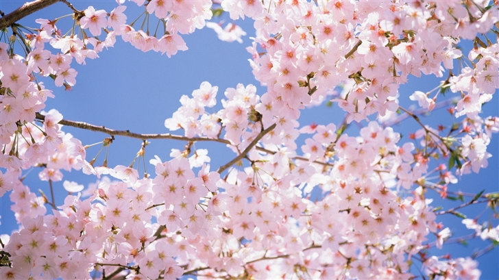 Blossomed Cherry Tree Mac Wallpaper