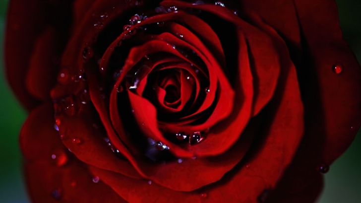Dark Red Rose Mac Wallpaper