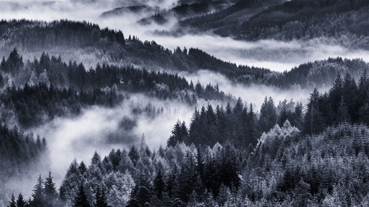 Early Morning Mist Forest Mac Wallpaper