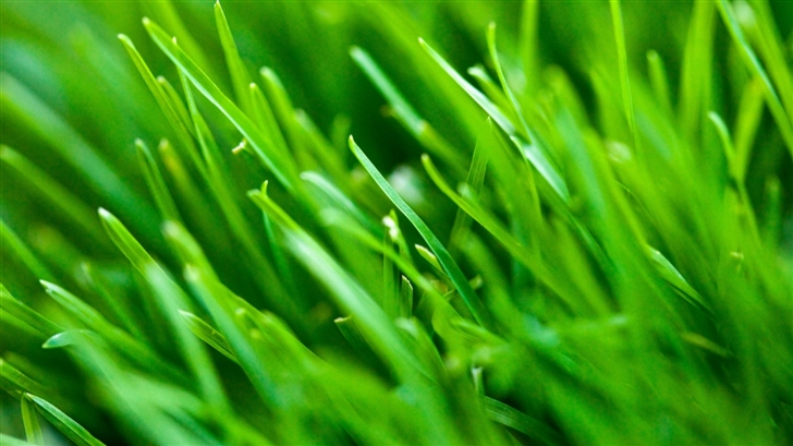Green Grass Background Mac Wallpaper