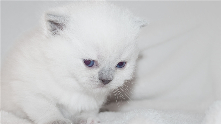 Newborn White Kitten Mac Wallpaper