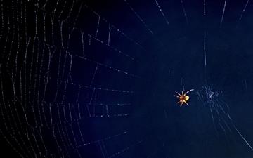 What A Tangled Web We Weave All Mac wallpaper