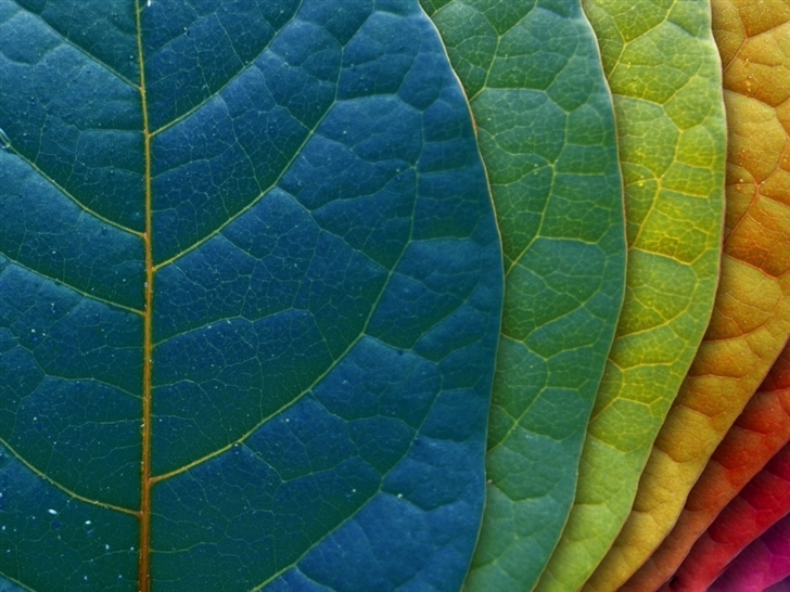 Colorful leaves Mac Wallpaper
