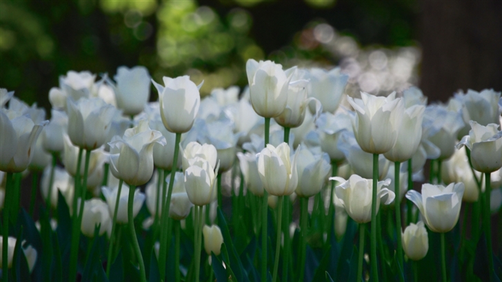 White Tulips Mac Wallpaper