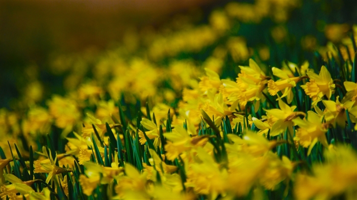 Yellow Daffodils Mac Wallpaper