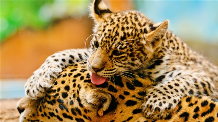 Jaguar Cub And Mother Mac Wallpaper