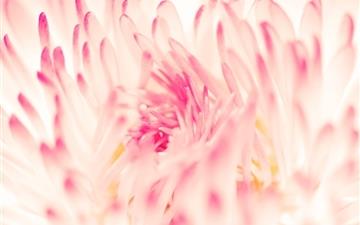 Spring Daisy Flower MacBook Air wallpaper