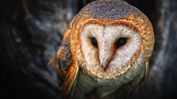 Owl Portrait Mac Wallpaper