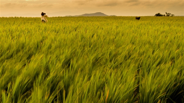 Rice Field Philippines Mac Wallpaper