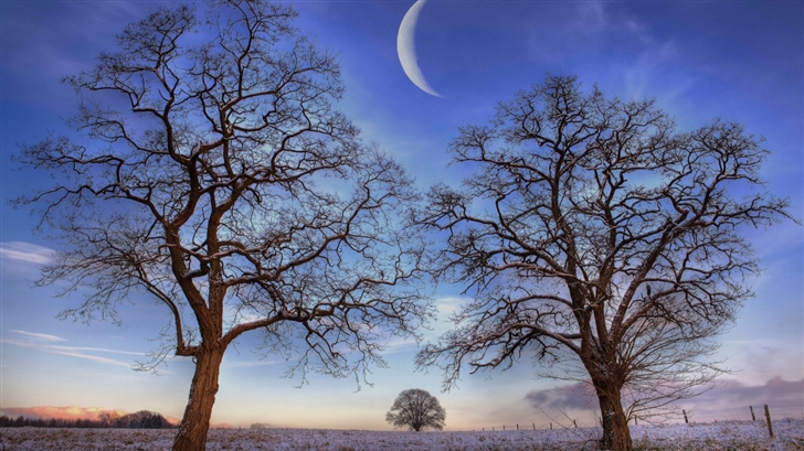Trees Under New Moon Winter Mac Wallpaper