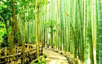 Bamboo Forest All Mac wallpaper