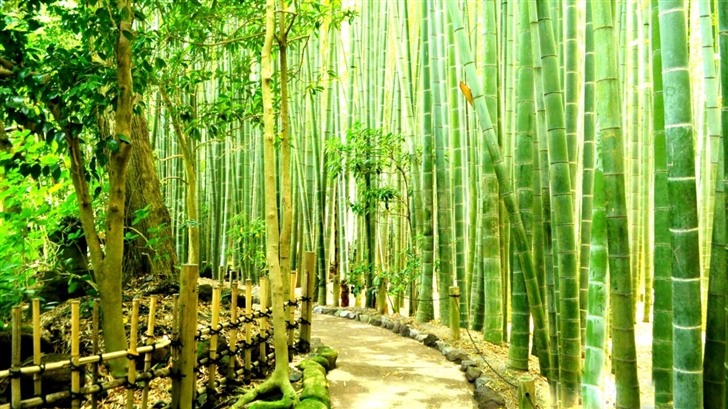 Bamboo Forest Mac Wallpaper