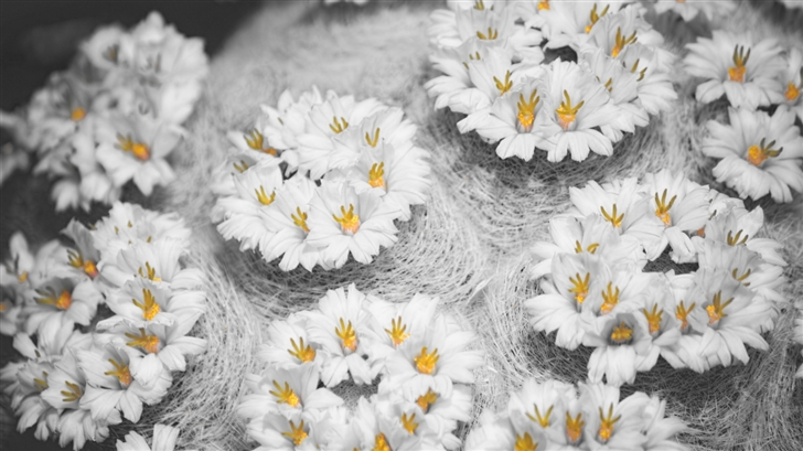 Cactus Flowers  Mac Wallpaper