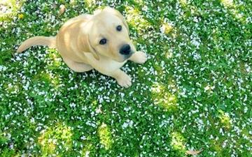 Dog And Spring All Mac wallpaper