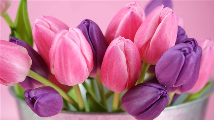 Pink And Purple Tulips Mac Wallpaper