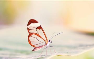 Transparent Wings Butterfly All Mac wallpaper