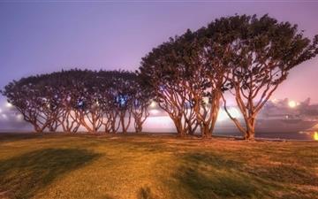 Trees In San Diego All Mac wallpaper