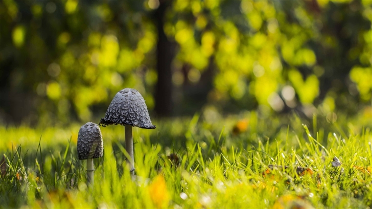 Mushrooms Green Grass  Mac Wallpaper