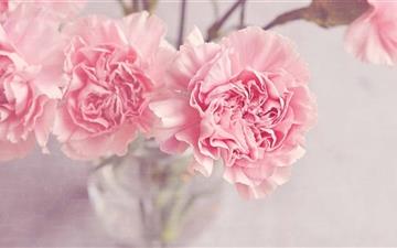 Light Pink Carnation Flowers MacBook Pro wallpaper