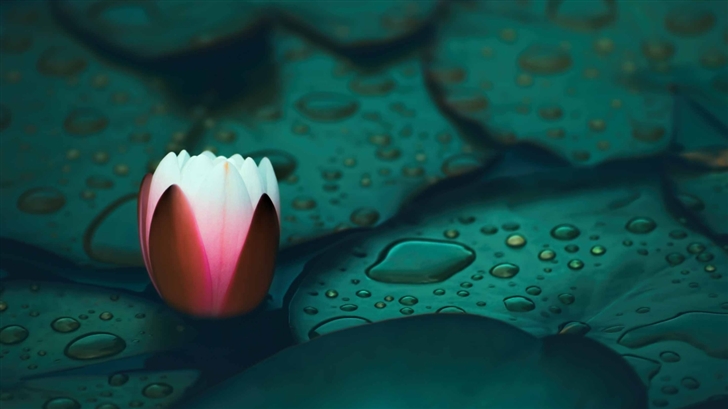 Water Lily Mac Wallpaper