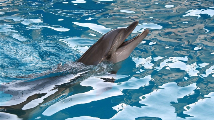 Dolphin Playing Mac Wallpaper