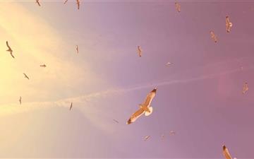 Flying Seagulls MacBook Air wallpaper