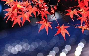 Japanese Maple Leaves All Mac wallpaper