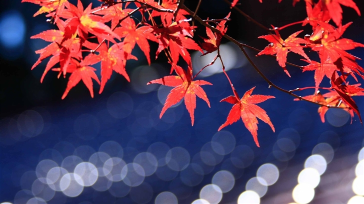 Japanese Maple Leaves Mac Wallpaper