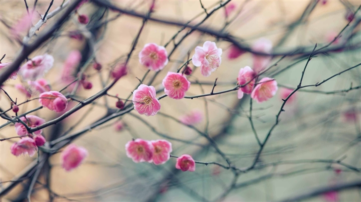 Plum Blossom Mac Wallpaper