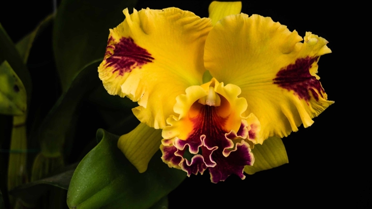 Beautiful Yellow Orchid Mac Wallpaper