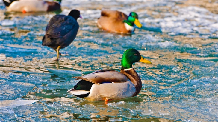 Ducks On Frozen Water Mac Wallpaper